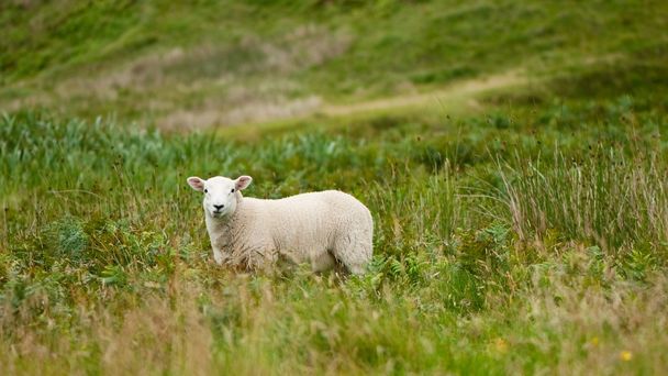 lampaat laiduntavat tuoretta vihreää ruohoa
 - Valokuva, kuva