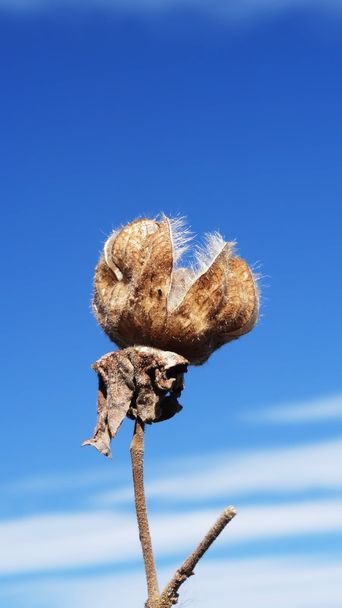 semena jako květ s pozadí modré oblohy v zimě Japonsko - Fotografie, Obrázek