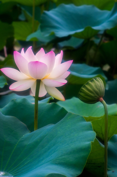 Kwiat lotosu piękne - Zdjęcie, obraz