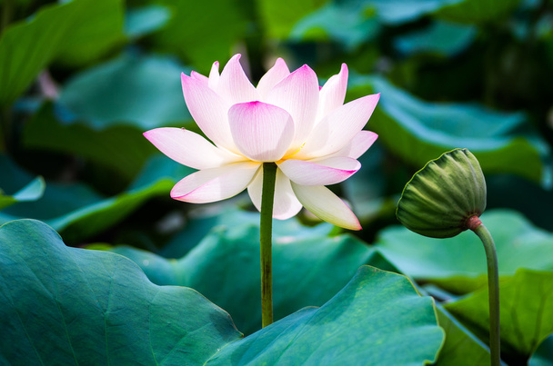a beautiful lotus flower - Фото, зображення