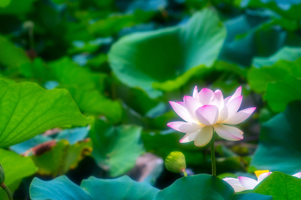 a beautiful lotus flower - Foto, Imagen