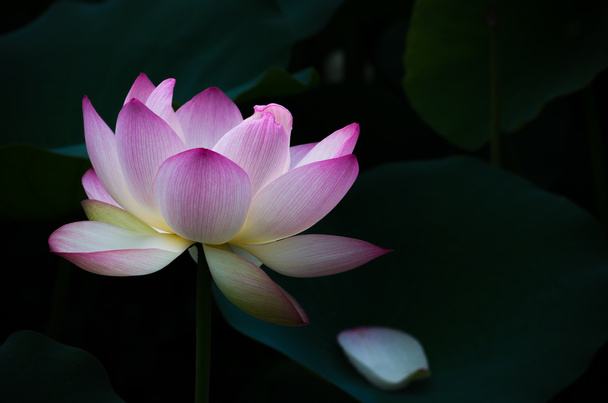 a beautiful lotus flower - Zdjęcie, obraz