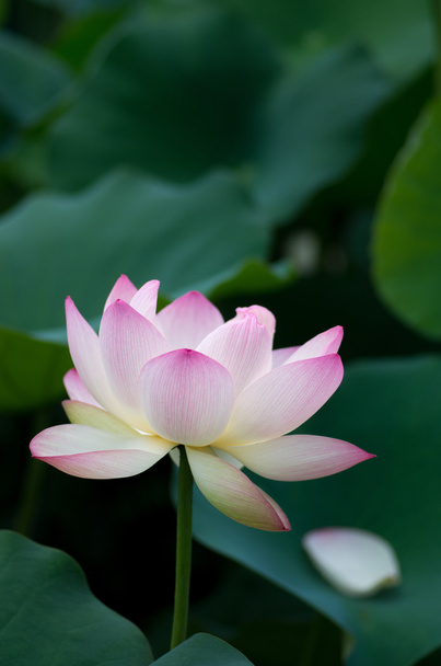 una hermosa flor de loto
 - Foto, Imagen