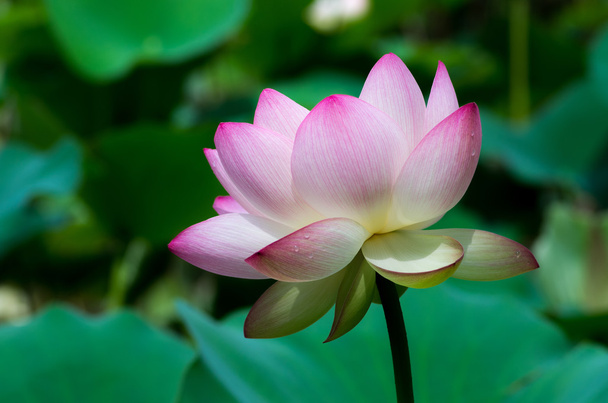 a beautiful lotus flower - Zdjęcie, obraz