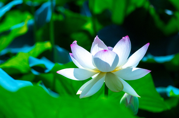 a beautiful lotus flower - Foto, immagini