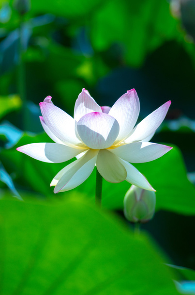 a beautiful lotus flower - Photo, Image