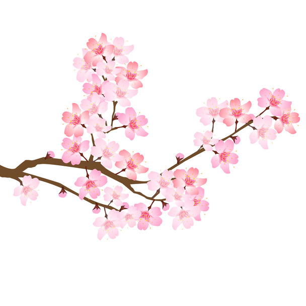 Икона весеннего цветения вишни
 - Вектор,изображение