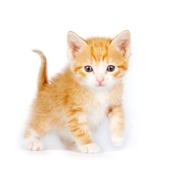 küçük kırmızı meraklı yavru kedi - Fotoğraf, Görsel