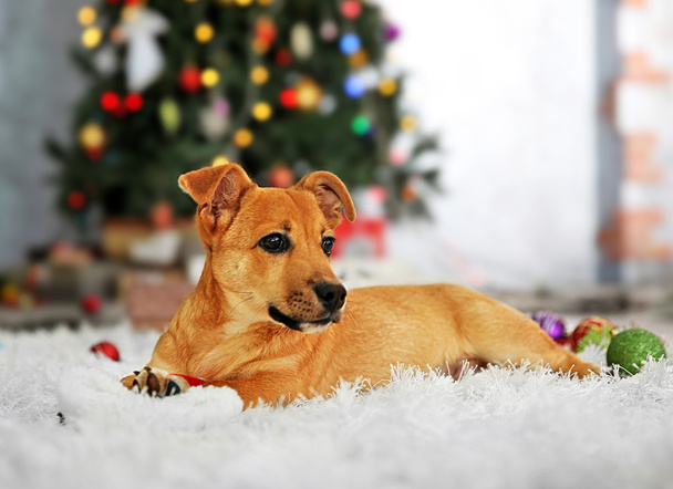 Small cute funny dog playing with Santa hat on Christmas tree background - 写真・画像