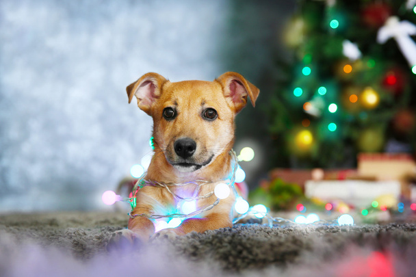 Small cute funny dog with garland on Christmas background - Valokuva, kuva