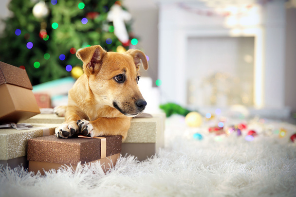 Small cute funny dog with boxes and Christmas tree on light background - Фото, изображение
