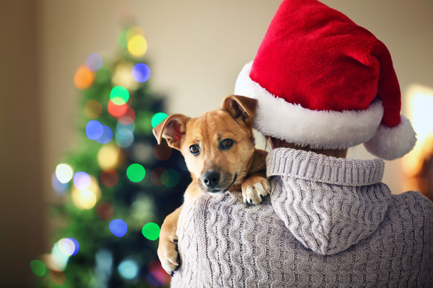 Woman in Santa hat holding at shoulder small funny cute dog on Christmas background - Foto, immagini