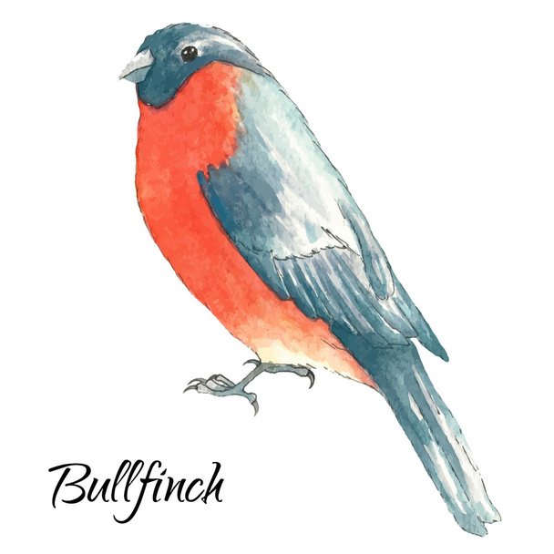 The bullfinch sits on the tree branch - Vector, afbeelding