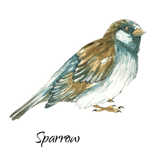 The sparrow on white background - Vektori, kuva