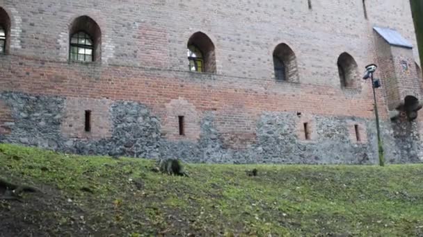 Teuton vár Nidzica, Lengyelország - Felvétel, videó