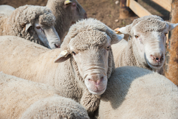 schapen op een boerderij - Foto, afbeelding