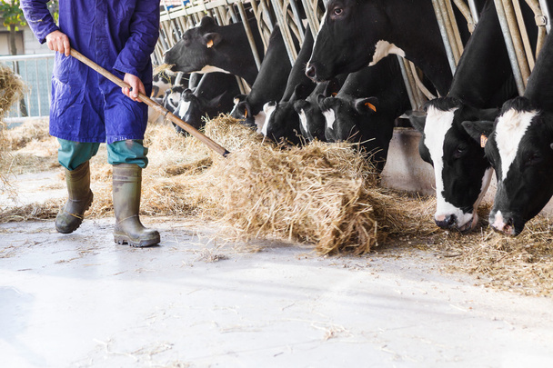 Коровы в большом коровнике едят сено с фермером и тюками сена
 - Фото, изображение
