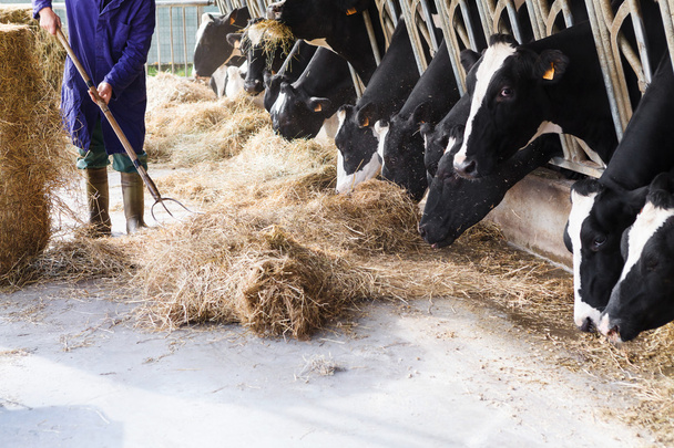 Vacas em grande estábulo comendo feno com fazendeiro e fardos de feno
 - Foto, Imagem