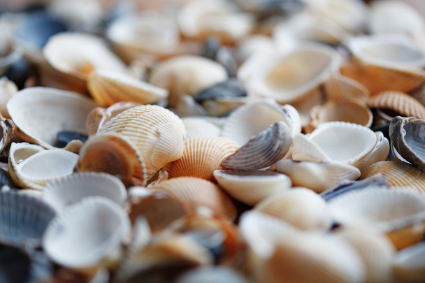 Photo of a seashell background - 写真・画像