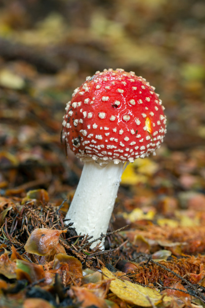  paddenstoel in het bos - Foto, afbeelding