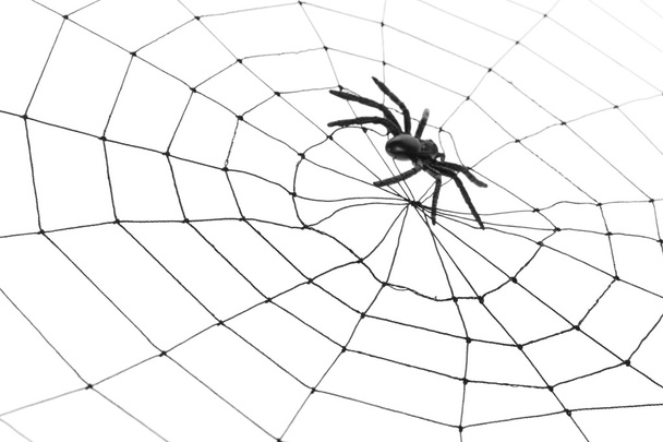 Sieć pajęcza - Zdjęcie, obraz
