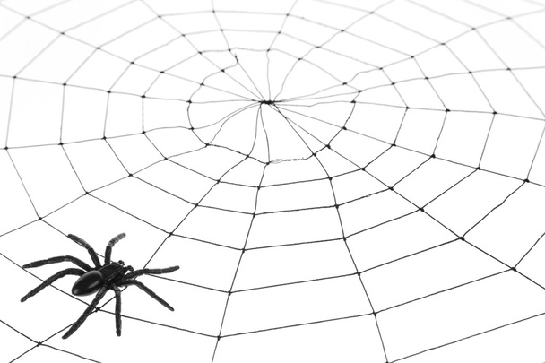 Teia de aranha - Foto, Imagem
