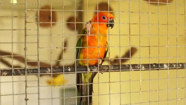 papegaai in de vogelkooi - Video