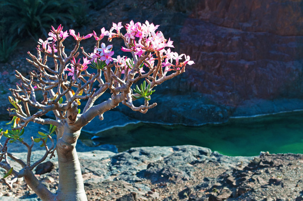 Socotra, Iêmen: uma árvore de garrafa florida no oásis de Dirhur com seu lago de montanha, o wadi, no coração da floresta de árvores de sangue de dragão na área protegida do Planalto Dixam na ilha de Socotra, Patrimônio Mundial da Unesco desde 2008
  - Foto, Imagem