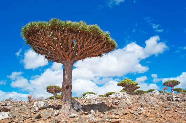 Socotra, Yemen, Middle East: breathtaking landscape and a Dragon Blood trees forest on the road to Dixam Plateau, protected area on the island, Unesco world heritage site since 2008 - Photo, Image