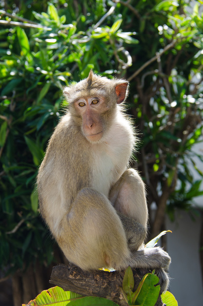 Singe, macaque mangeur de crabe
 - Photo, image