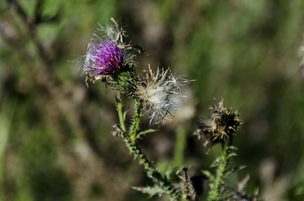 Background of thistle (Scotch) flowers and seed in field - Photo, Image