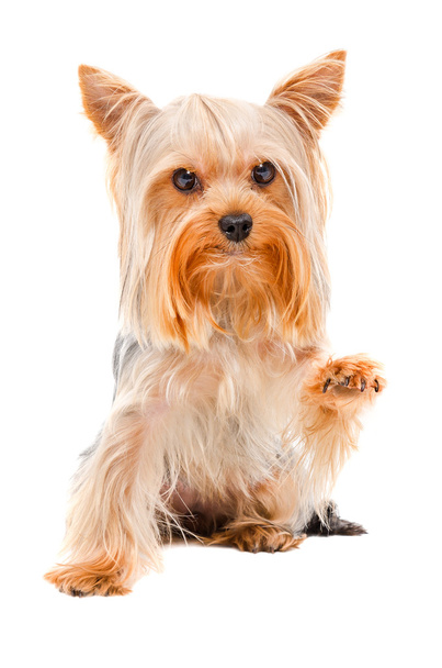 Portrait of Yorkshire terrier sitting with a raised paw - Photo, Image
