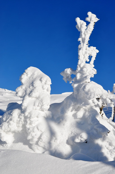 Abeti bianchi da neve
 - Foto, immagini