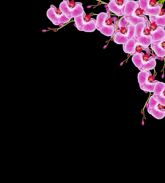 Květy orchideje izolovaných na černém pozadí. - Fotografie, Obrázek