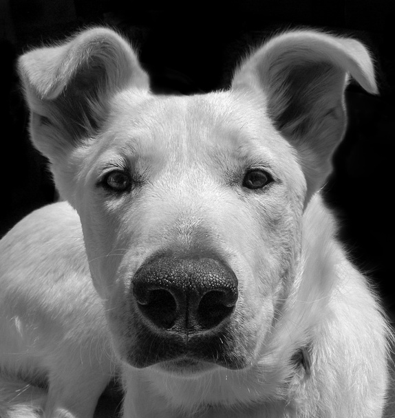 Λευκό σκυλί πρόσωπο κοιτάζοντας δεξιά κάμερα σε μαύρο φόντο. - Φωτογραφία, εικόνα