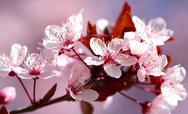 Blanco con flores rojas de las flores de cerezo en un día de primavera en
 - Foto, imagen