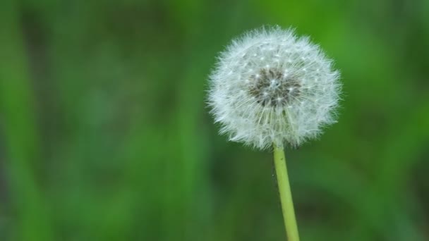 wild dandelion flowers and wind - Séquence, vidéo