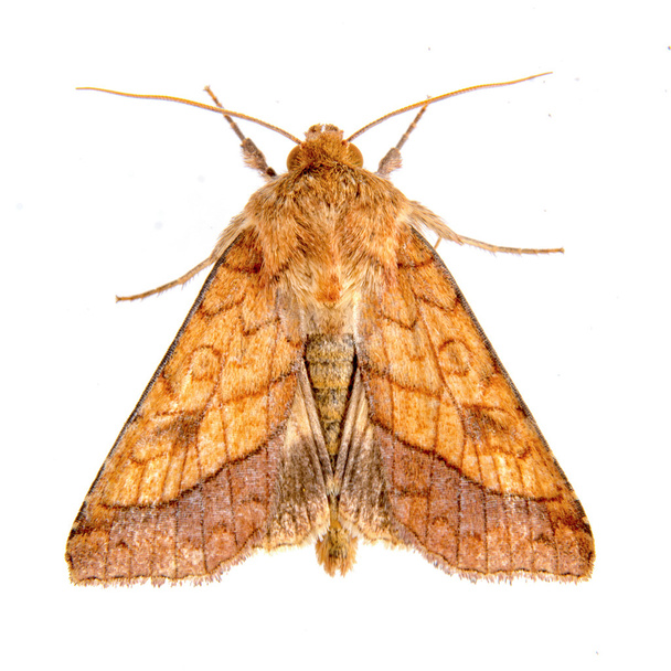 Brown moth on a white background - Photo, Image