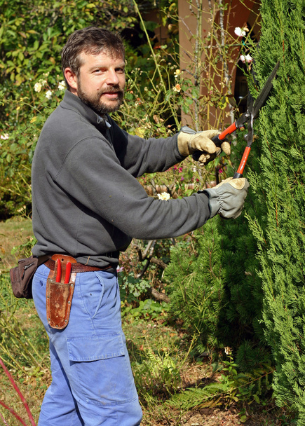 Young man trimming a bush - Foto, imagen