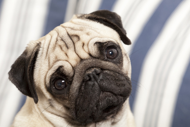 Pug dog adorable expression - Photo, Image