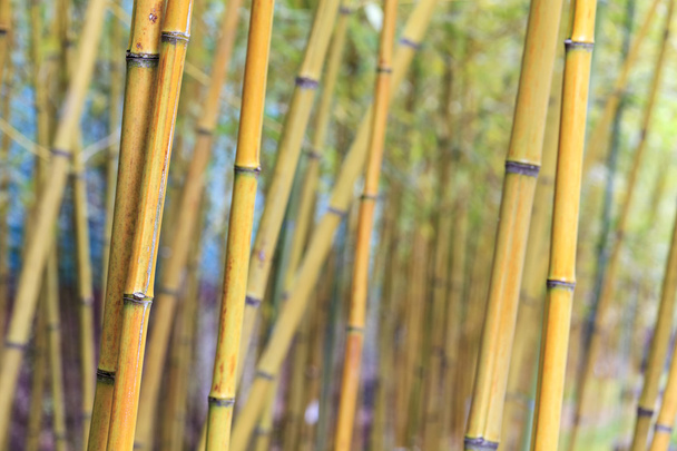 Азиатский бамбуковый лес с утренним солнечным светом
. - Фото, изображение