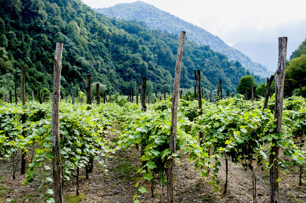 виноградник в горах - Фото, изображение