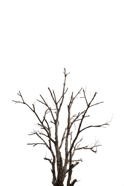 Egyetlen öreg és halott fa elszigetelt fehér háttér - Fotó, kép