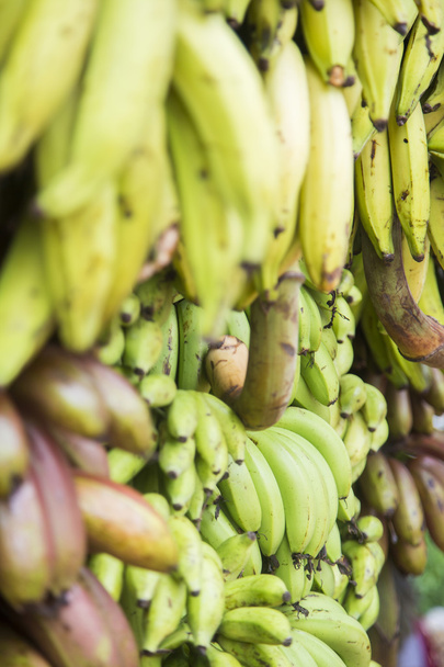 Fresh bananas on market - Foto, Bild
