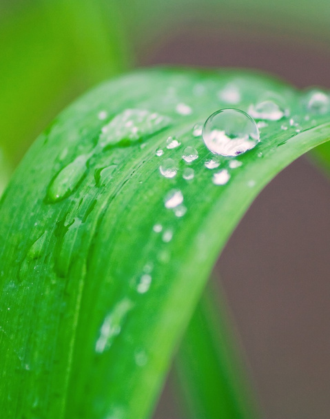Water droplets on plant - Foto, afbeelding