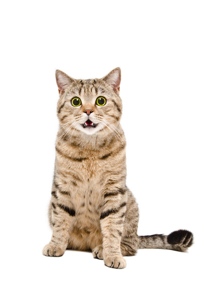 Portrait of a cute cat Scottish Straight - Photo, Image