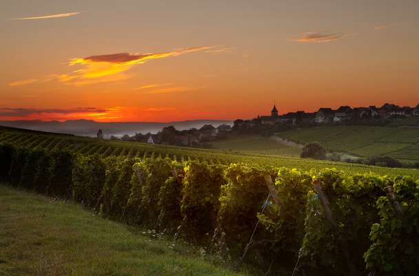 Summer morning in French vineyards - Photo, image