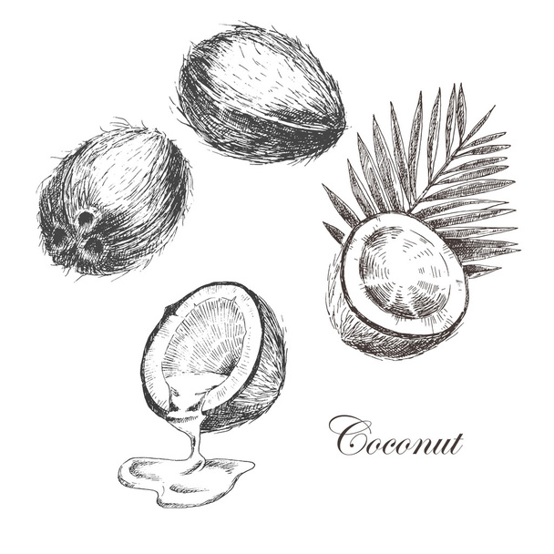 vector coconut hand drawn sketch with palm leaf. vintage style detailed ink and pencil illustration - ベクター画像