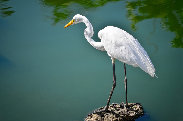 Heron bianco si trova su una roccia vicino a un lago
 - Foto, immagini