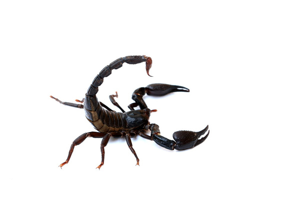 Musta skorpioni eristetty valkoisella taustalla - Valokuva, kuva